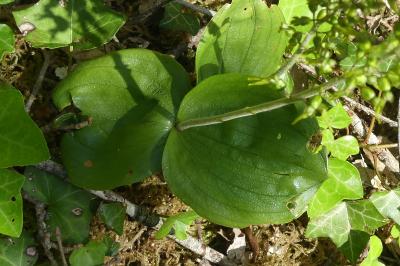 <i>Neottia ovata</i>