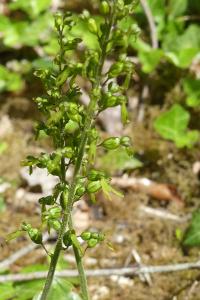<i>Neottia ovata</i>