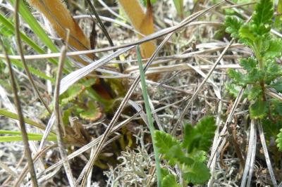 <i>Orobanche teucrii</i>