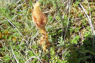 <i>Orobanche teucrii</i>