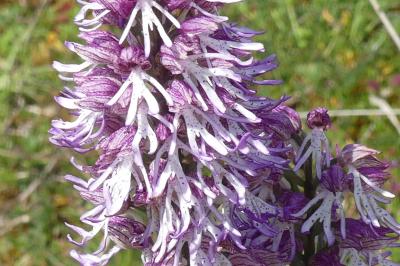 <i>Orchis x angusticruris</i>