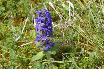 <i>Ajuga genevensis</i>