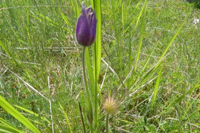 <i>Pulsatilla vulgaris</i>