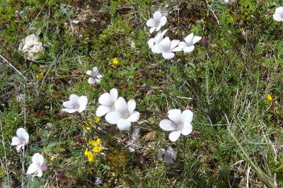 <i>Linum appressum</i>