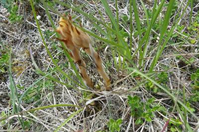 <i>Orobanche teucrii</i>