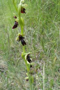 <i>Ophrys insectifera</i>