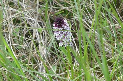<i>Neotinea ustulata</i>