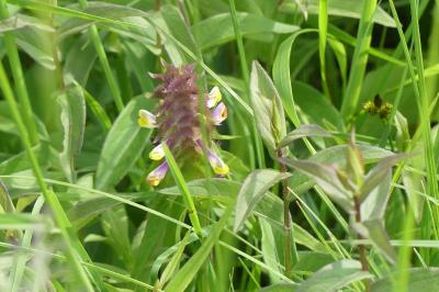 <i>Melampyrum cristatum</i>