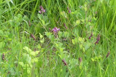 <i>Lathyrus niger</i>