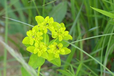 <i>Euphorbia flavicoma</i>