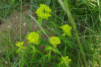 <i>Euphorbia flavicoma</i>