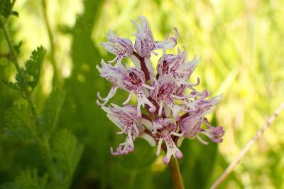 <i>Orchis simia</i>