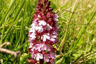 <i>Orchis purpurea</i>