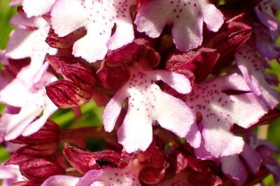 <i>Orchis purpurea</i>