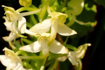<i>Platanthera chlorantha</i>
