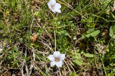 <i>Linum appressum</i>