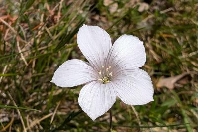<i>Linum appressum</i>