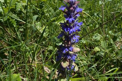 <i>Ajuga genevensis</i>