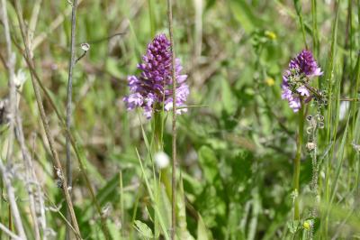 <i>Anacamptis pyramidalis</i>