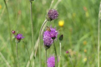 <i>Cirsium dissectum</i>