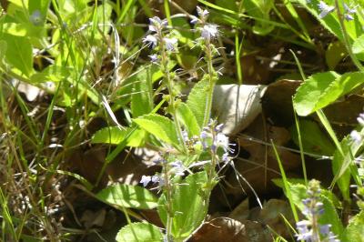 <i>Veronica officinalis</i>