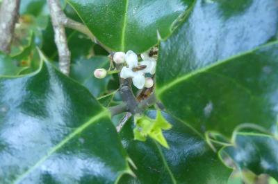 <i>Ilex aquifolium</i>