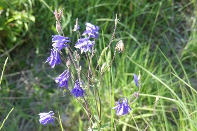 <i>Aquilegia vulgaris</i>