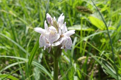 <i>Dactylorhiza maculata</i>