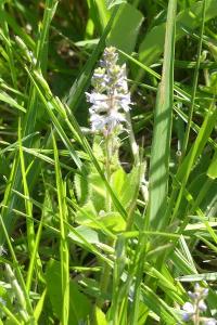 <i>Veronica officinalis</i>