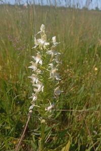 <i>Platanthera chlorantha</i>