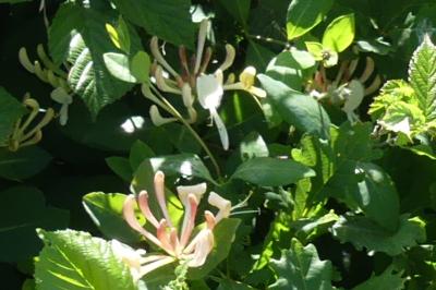 <i>Lonicera periclymenum</i>