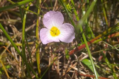 <i>Baldellia ranunculoides</i>