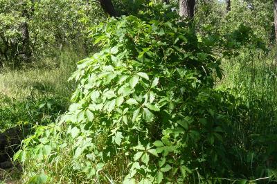<i>Parthenocissus quinquefolia</i>