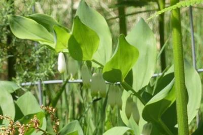 <i>Polygonatum odoratum</i>