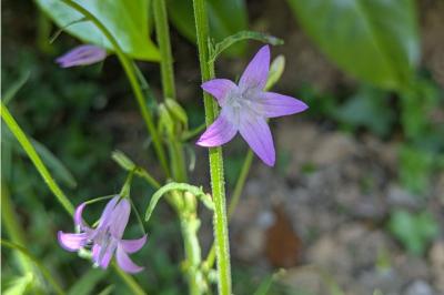 <i>Campanula rapunculus</i>