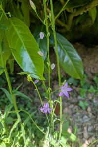 <i>Campanula rapunculus</i>