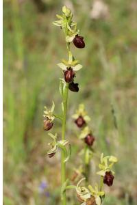 <i>Ophrys insectifera</i>
