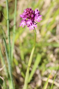 <i>Anacamptis pyramidalis</i>
