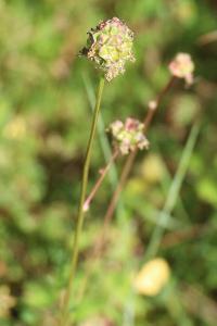 <i>Sanguisorba officinalis</i>