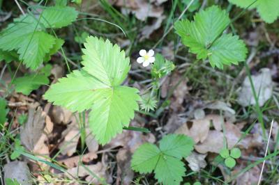 <i>Fragaria vesca</i>
