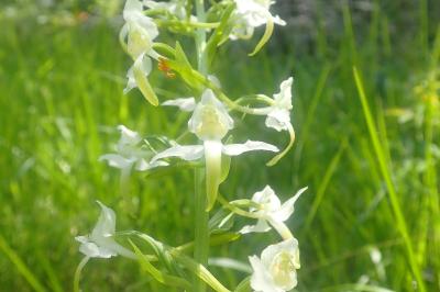 <i>Platanthera chlorantha</i>