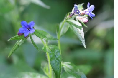 <i>Aegonychon purpurocaeruleum</i>