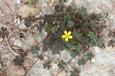 <i>Oxalis corniculata</i>