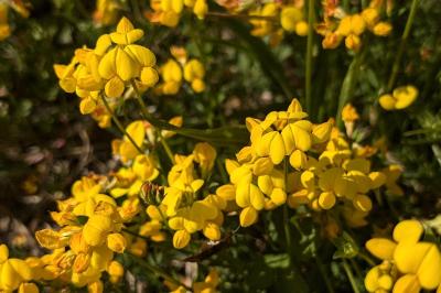 <i>Lotus corniculatus</i>