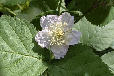 <i>Rubus</i>