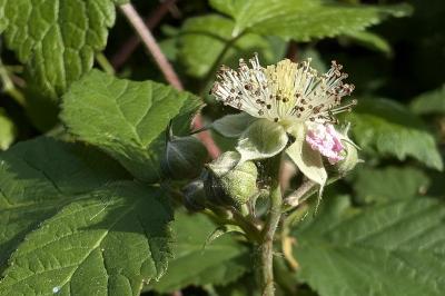 <i>Rubus</i>