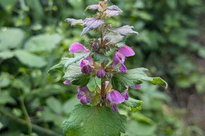 <i>Lamium maculatum</i>