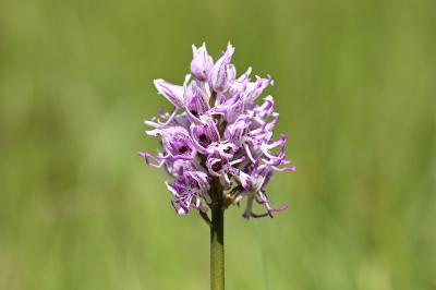 <i>Orchis simia</i>