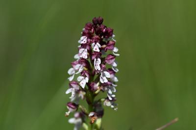 <i>Neotinea ustulata</i>