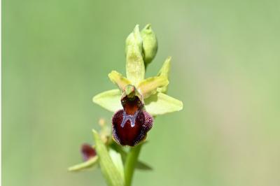 <i>Ophrys aranifera</i>